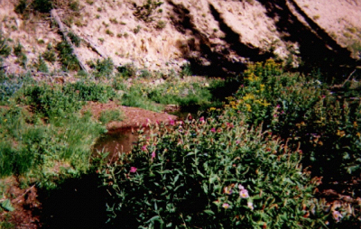 Two springs into pond and flowers